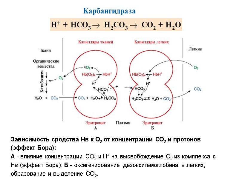 Зависимость сродства Нв к О2 от концентрации СО2 и протонов (эффект Бора): А -